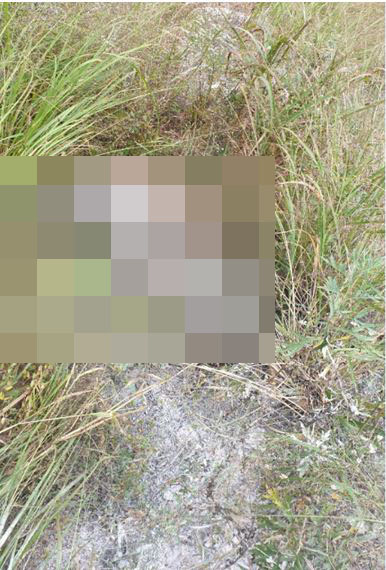 3일 아프리카돼지열병 바이러스가 검출된 경기도 연천군 DMZ에서 발견된 야생멧돼지 폐사체./사진=환경부 제공